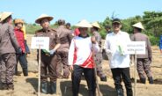 Ketua DPRD Batam Apresiasi Program Tanam Jagung oleh Kajari, Dukung Ketahanan Pangan